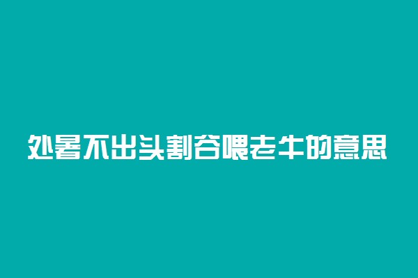 处暑不出头割谷喂老牛的意思