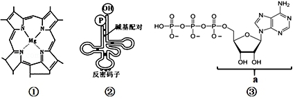 2020年内蒙古赤峰生物高考4月模拟试题