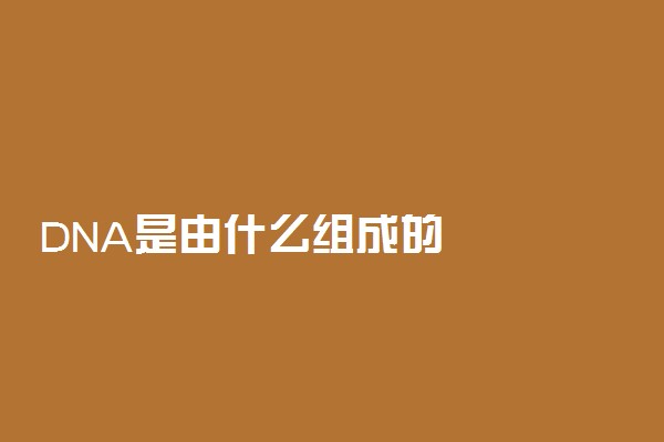 DNA是由什么组成的