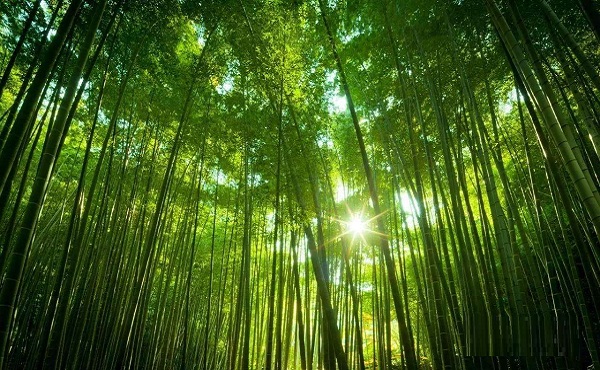 2022全国开设森林资源保护专业有哪些专科院校