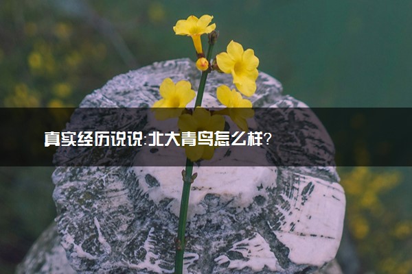 真实经历说说：北大青鸟怎么样？