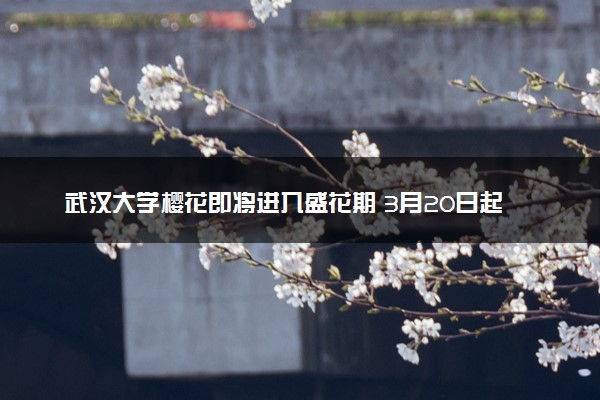 武汉大学樱花即将进入盛花期 3月20日起可预约进校赏樱