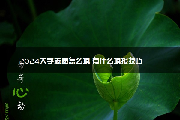 2024大学志愿怎么填 有什么填报技巧