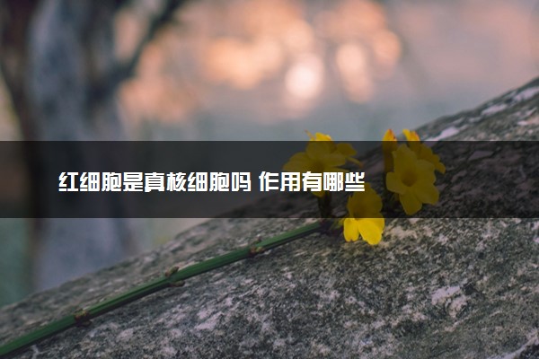 红细胞是真核细胞吗 作用有哪些