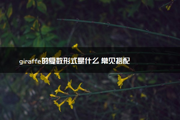 giraffe的复数形式是什么 常见搭配及例句