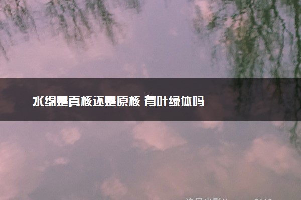 水绵是真核还是原核 有叶绿体吗