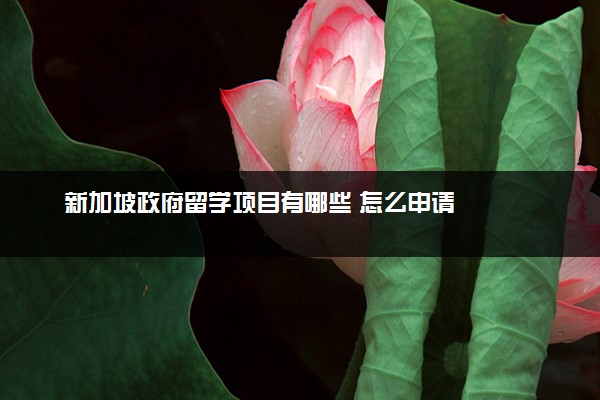 新加坡政府留学项目有哪些 怎么申请