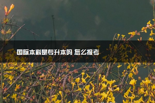 国际本科是专升本吗 怎么报考
