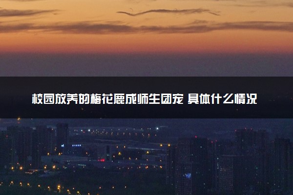 校园放养的梅花鹿成师生团宠 具体什么情况